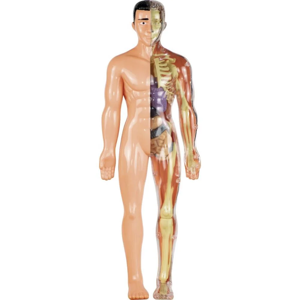 Jogo Diverso Anatomia Grow - imagem 4